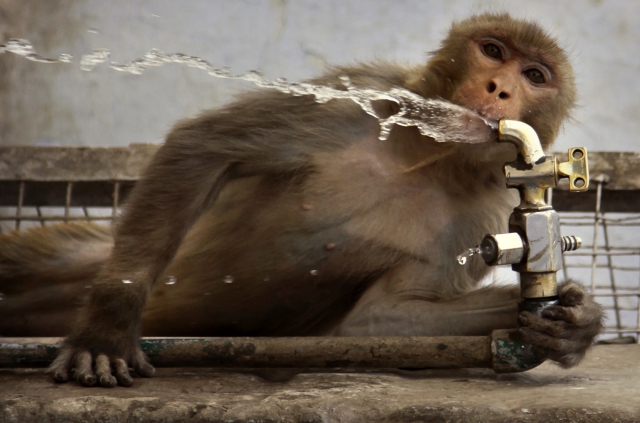 AP Photo/Channi Anand