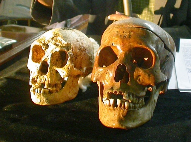 Lebka Homo floresiensis (nalevo) v porovnání s lebkou Homo Sapiens (napravo).
