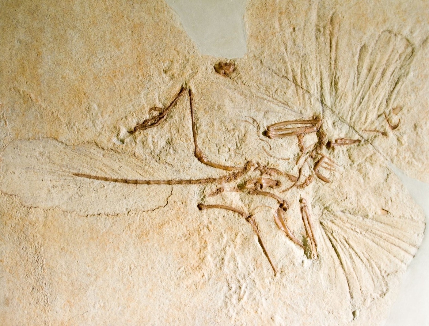 Zkamenělina Archeopteryxe.