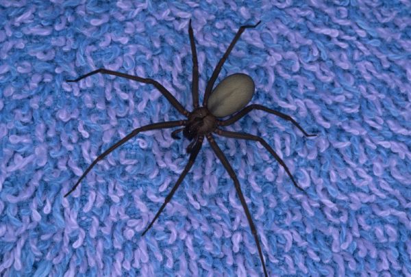 Loxosceles reclusa.