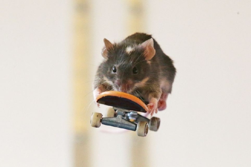 Shane Willmott naučil své myši surfovat i jezdit na skateboardu.