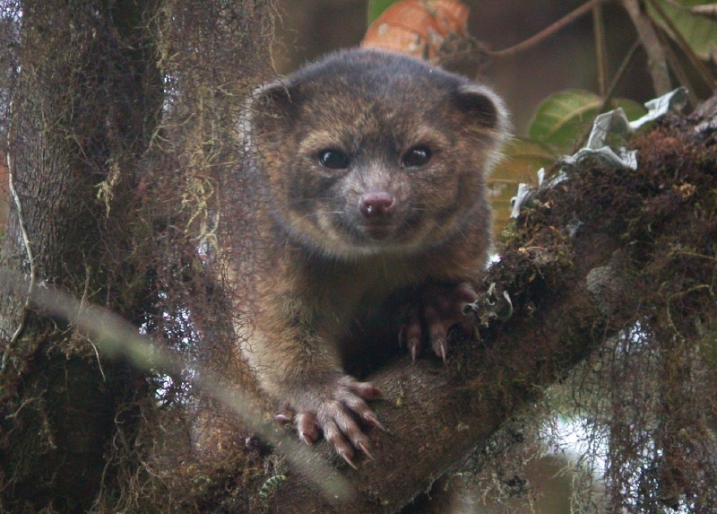 Olinguito, nově objevený savec z čeledi medvídkovitých.