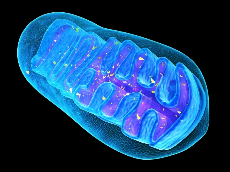 Rychle stárnoucí myši měly mutovanou DNA v mitochondriích.