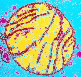Savčí mitochondrie.