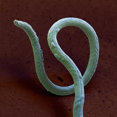 Měchovec Angiostrongylus vasorum.
