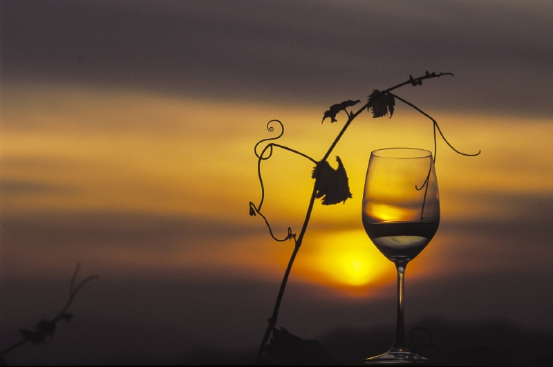 Od 6. do 8. září proběhne Pálavské vinobraní. Od 6. do 8. září proběhne Pálavské vinobraní.