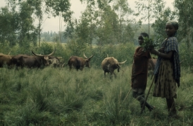 Kráva je v Burundi posvátné zvíře.