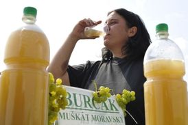 Odborníci doporučují konzumaci přiměřeného množství burčáku. Částečně zkvašený mošt z českých vinařství obsahuje mnoho zdraví prospěšných látek (ilustrační foto).