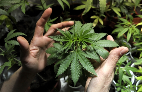 Cannabis sativa.