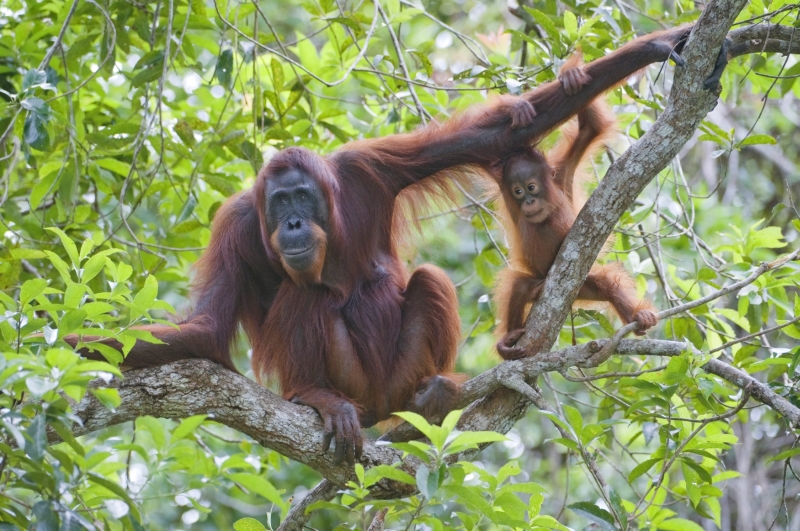Orangutani bornejští.