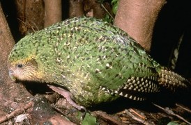 Přijde vám ošklivý? Kakapo soví (Strigops habroptilus).