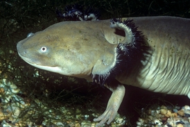 Axolotl mexický.