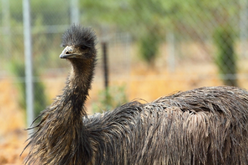 U Stupna se pohybuje pštros emu (ilustrační foto). U Stupna se pohybuje pštros emu (ilustrační foto).