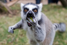 Zoo Praha ukáže návštěvníkům, jak probíhá příprava jídelníčku pro zvířata.