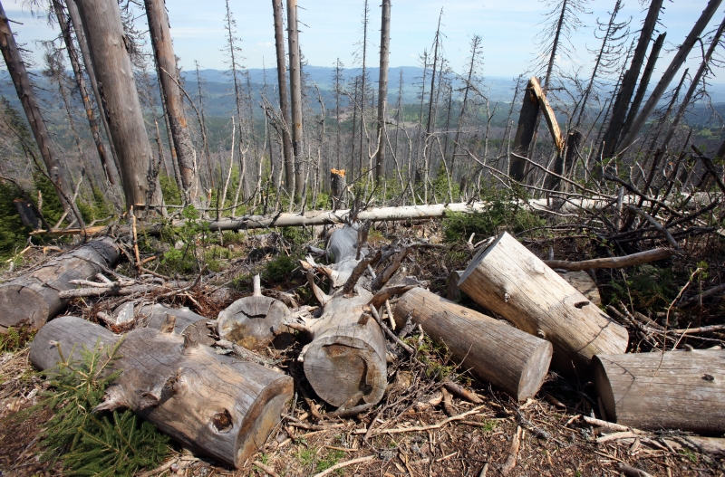Národní Park Šumava postupoval v odstraňování kůrovce správně.
