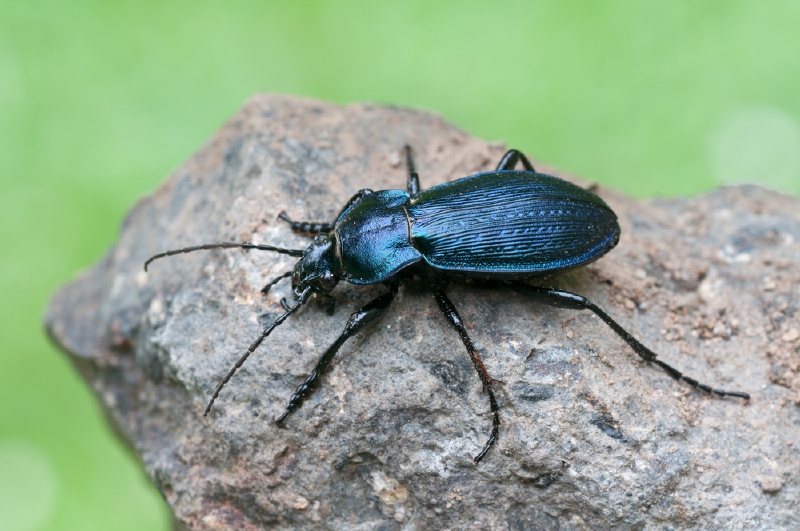 Carabus monilis.