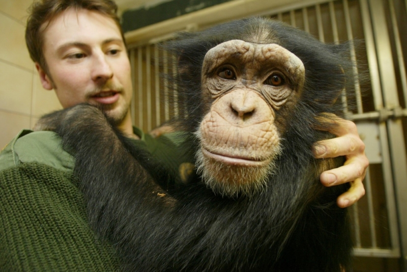 Zoolog Zoologické zahrady v Hodoníně Jaroslav Hyjánek a šimpanz Sherley.