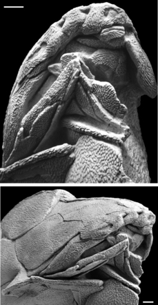 Entelognathus osobně.