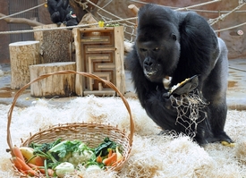 Pražská zoo slaví.