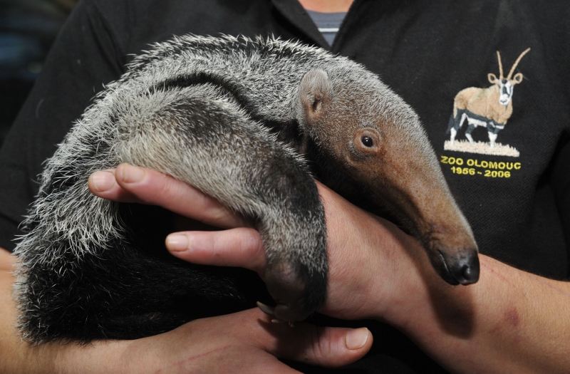 V olomoucké zoo se narodila samička mravenečníka.