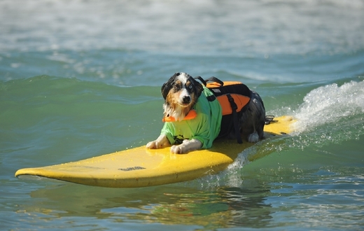 Surf City Surf Dog 2013.