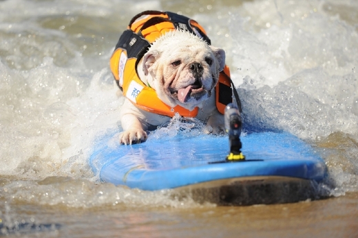 Surf City Surf Dog 2013.