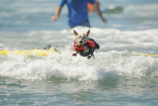 Surf City Surf Dog 2013.