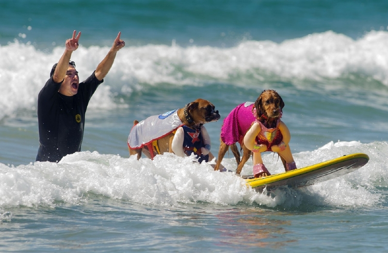 Surf City Surf Dog 2013.