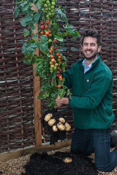 Rostlina tomtato (z anglických výrazů "tomato" - rajče a "potato" - brambora) vznikla cestou klasického křížení.