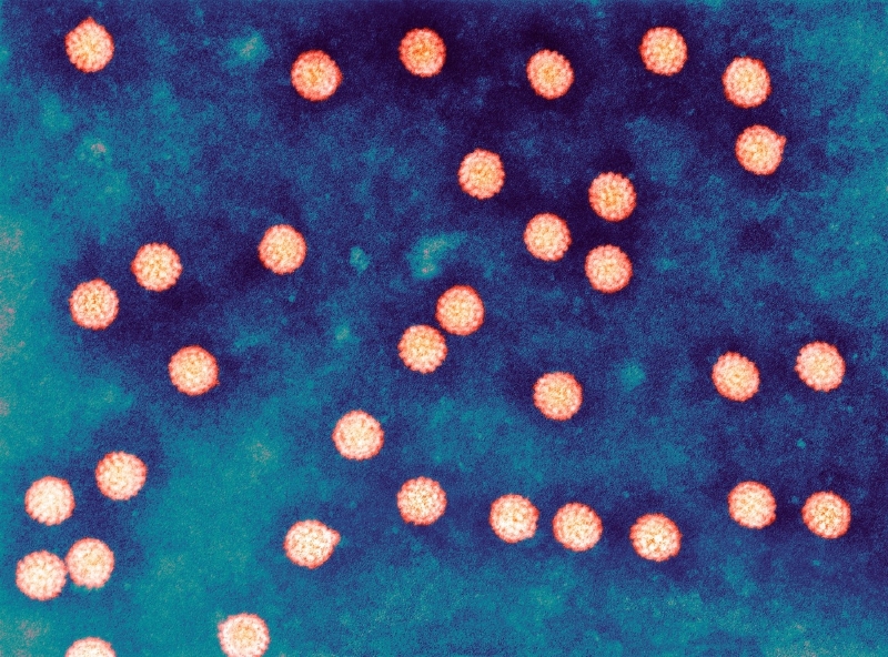 Lidský papilomavirus nezpůsobuje zdaleka jen bradavice.