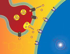 Serotonin výrazně ovlivňuje naši náladu, jeho transporter může určovat spokojenost s manželstvím.