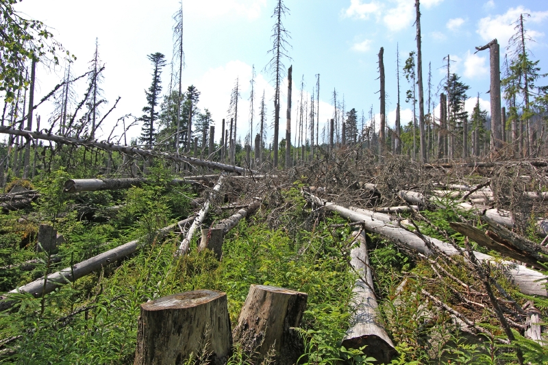Stromy napadené kůrovcem v národním parku Šumava. Stromy napadené kůrovcem v národním parku Šumava.