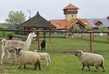 Zájemci o areál byli dva, druhý však ani jednou nepřihodil. (Foto: ČTK).