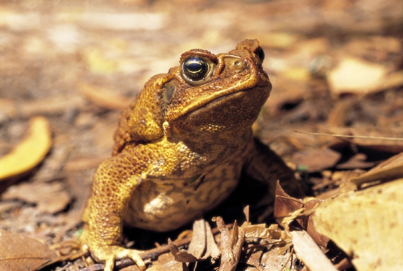 Ropucha obrovská, která se stala módním doplňkem.