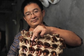 Čínský chovatel švábů Wang Fu-ming se svámi miláčky.