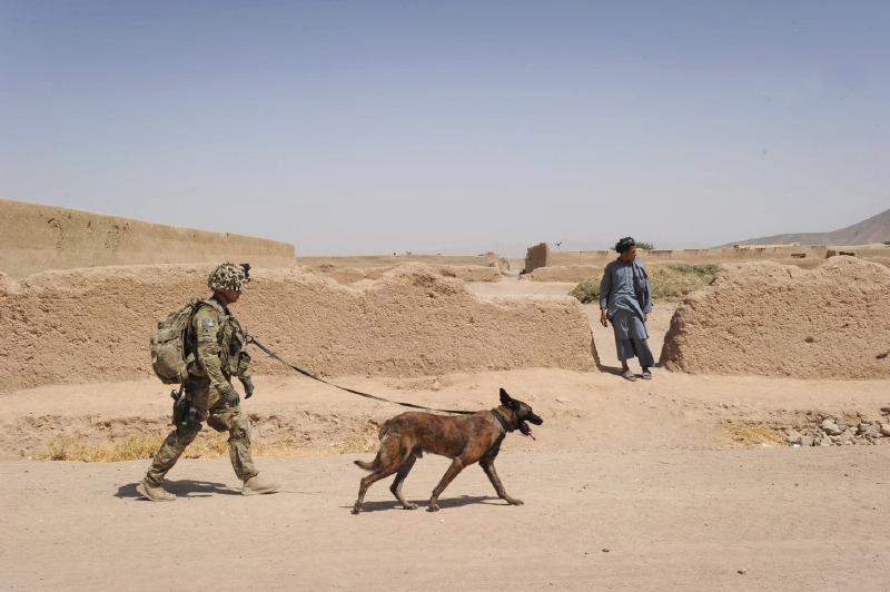 V Afghánistánu psi pomáhali hledat nástražná výbušná zařízení a bomby. V Afghánistánu psi pomáhali hledat nástražná výbušná zařízení a bomby.