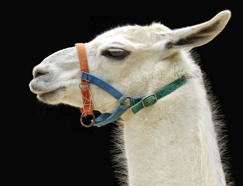 Lama v tramvaji se stala novým francouzským fenoménem (ilustrační foto). Lama v tramvaji se stala novým francouzským fenoménem (ilustrační foto).
