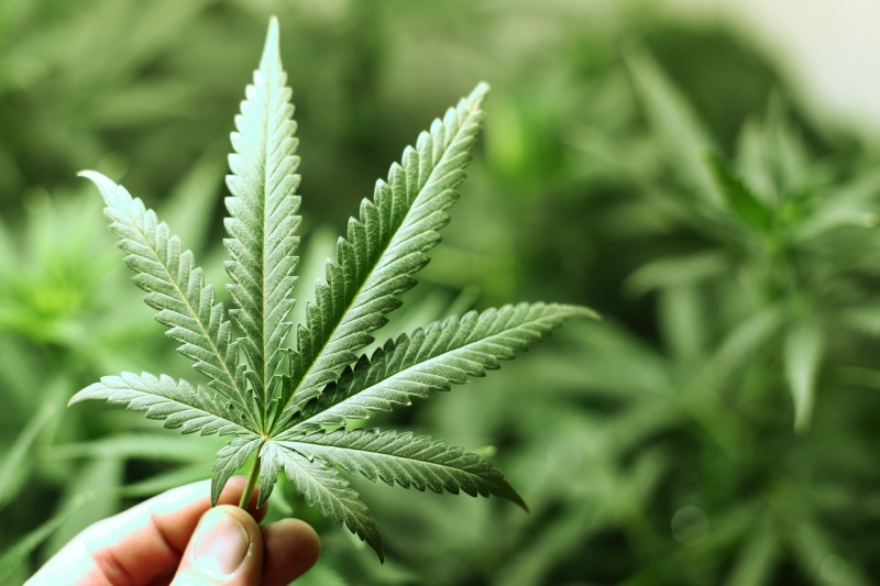 Policie od rána kontroluje growshopy (ilustrační foto).