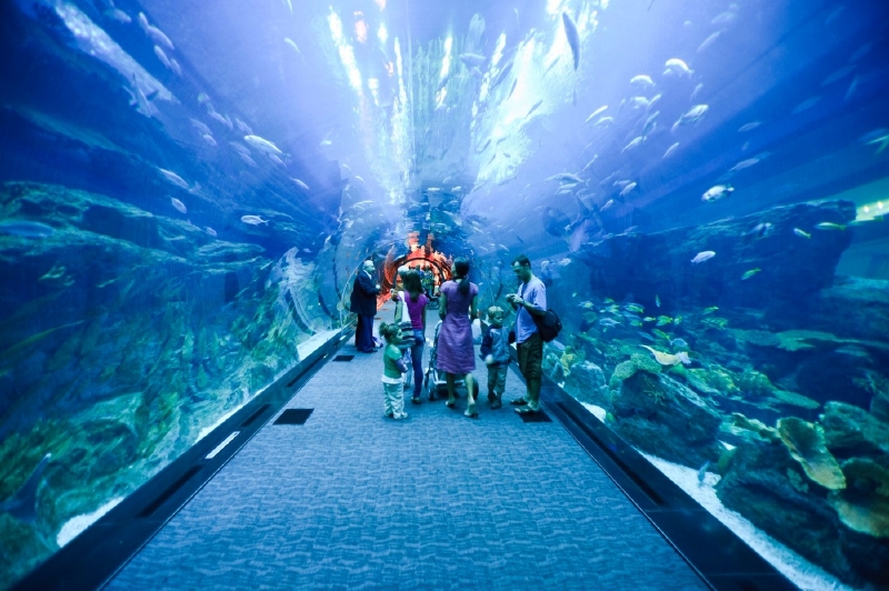 Dubai Mall Akvarium, Dubaj. (Foto: Profimedia.cz/Jake Warga/Corbis)