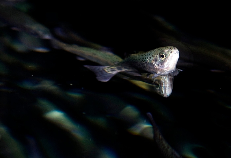 Společnost Marine Harvest rozmístila v okolních oblastech sítě, aby pochytala alespoň část uprchlých dvoukilových lososů (ilustrační foto).