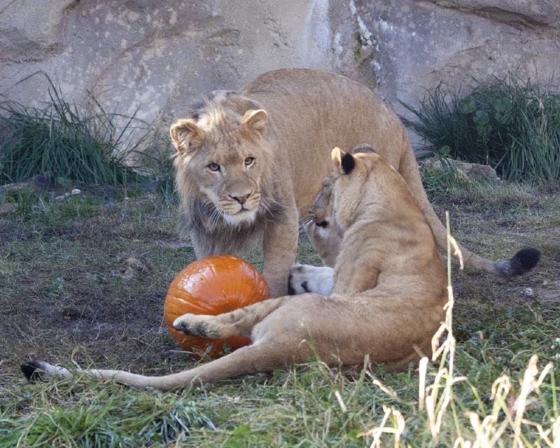 Ještě před pár týdny slavili v pohodě halloweena - a teď je jeden z nich vrahem. Ještě před pár týdny slavili v pohodě halloweena - a teď je jeden z nich vrahem.