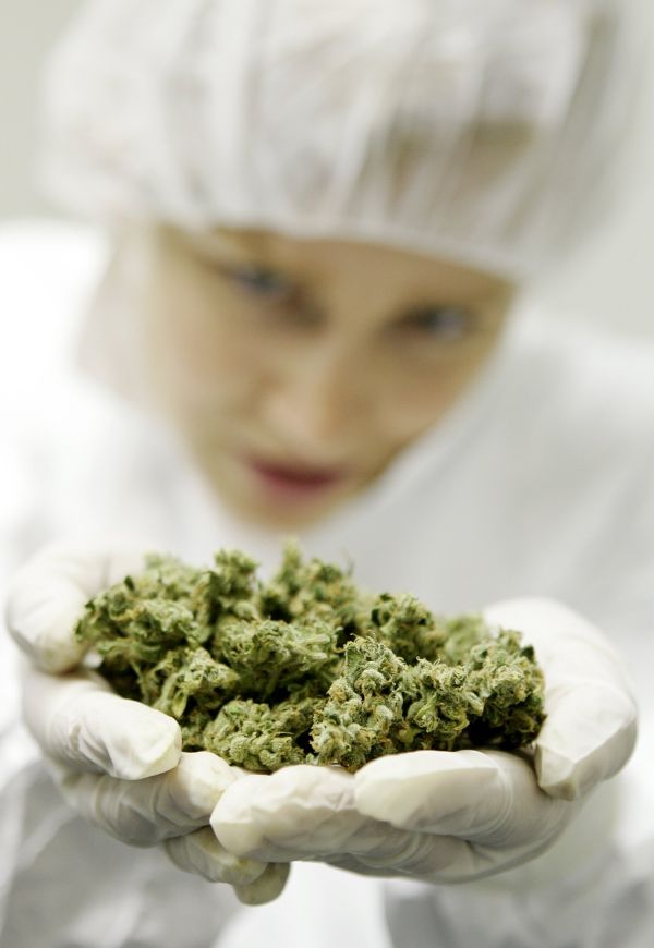 Marihuana pro léčebné účely by měla být pro české pacienty dostupná ještě letos (ilustrační foto). Marihuana pro léčebné účely by měla být pro české pacienty dostupná ještě letos (ilustrační foto).