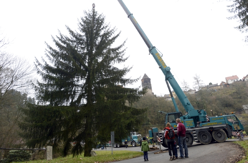Stromek, který letos období předvánoční trhy na Staroměstském náměstí, pochází z městysu Rataje nad Sázavou na Kutnohorsku. Stromek, který letos období předvánoční trhy na Staroměstském náměstí, pochází z městysu Rataje nad Sázavou na Kutnohorsku.