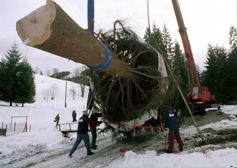 Smrk z Beskyd, který zdobil Svatopetrské náměstí v roce 1999. Smrk z Beskyd, který zdobil Svatopetrské náměstí v roce 1999.