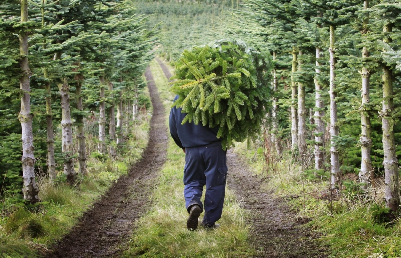Vánoční stromky z plantáží vyjdou levněji.