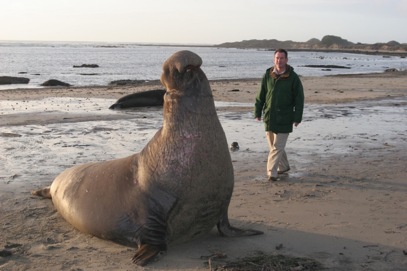 Gigantický zavalitý mrož a Nigel Marven.