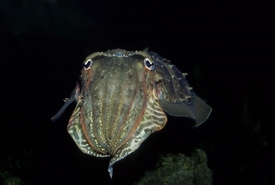 Hlavonožci jsou inteligentní.