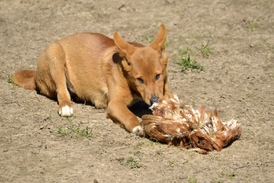 Mladý pes dingo (ilustrační foto).