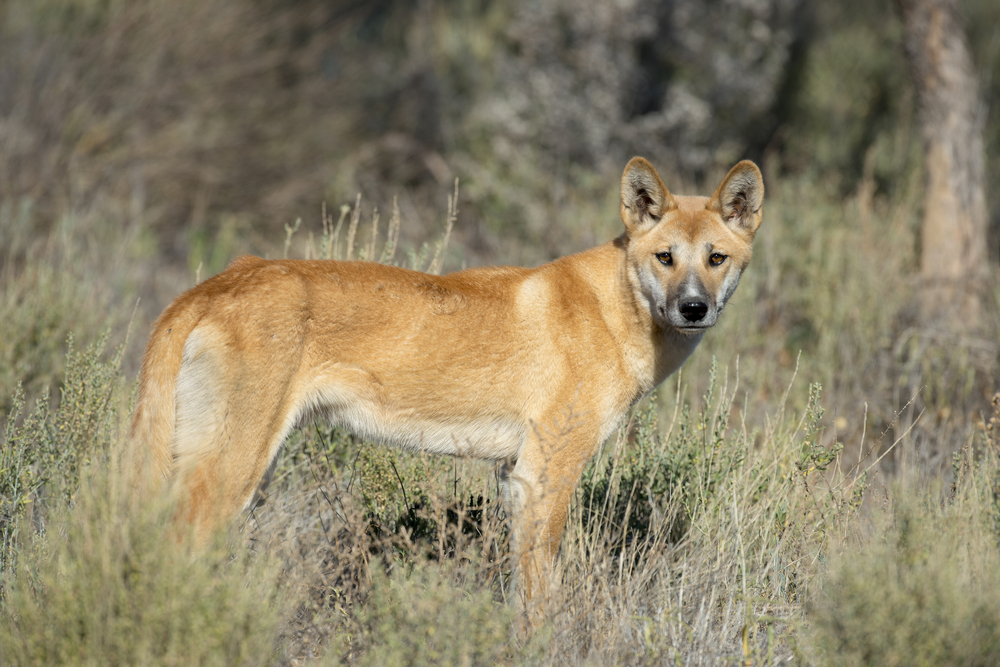 Pes dingo (ilustrační foto). Pes dingo (ilustrační foto).