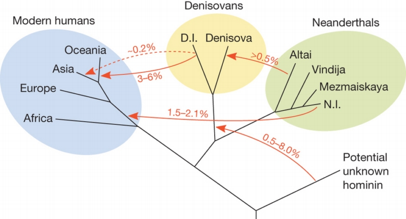 Příbuzenské vztahy moderních lidí, Denisovanů, neandertálců a záhadné čtvrté skupiny. Čísla nad šipkami vyjadřují výměnu genů.